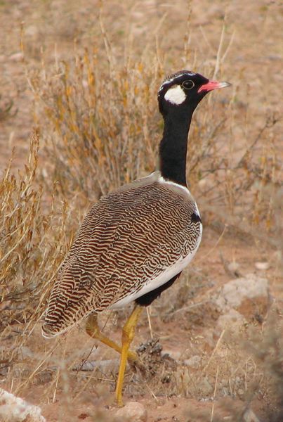 Northern Black Korhaan