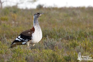 Adult female Denham's Bustard