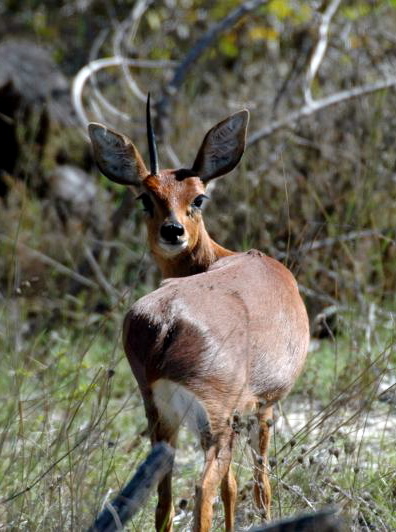 Steenbock lost a horn