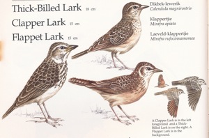 3 Larks