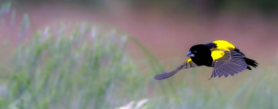 Yellow Bishop