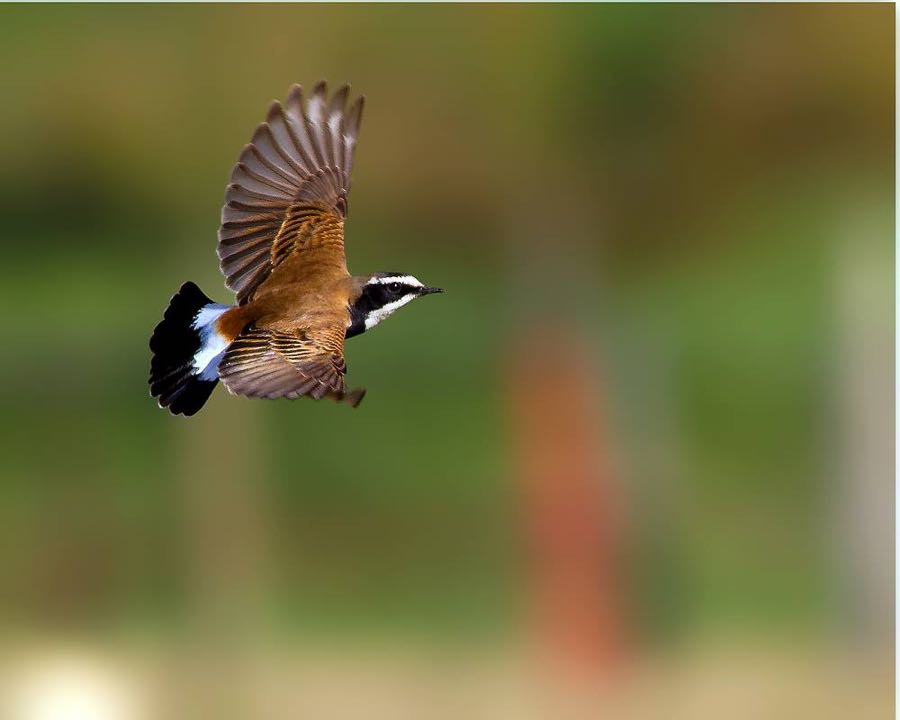 Capped wheatear