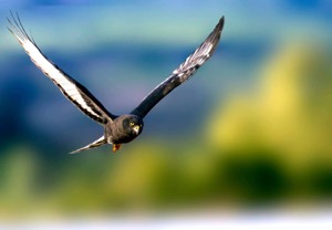 Black Harrier