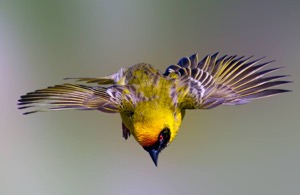 Southern Masked Weaver