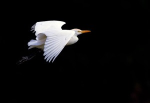 y-b Egret