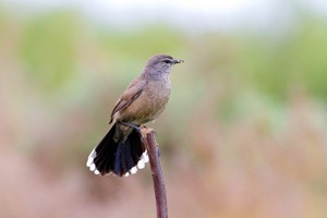 Karoo Scrub-Robin