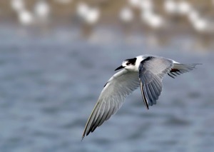 Common Tern