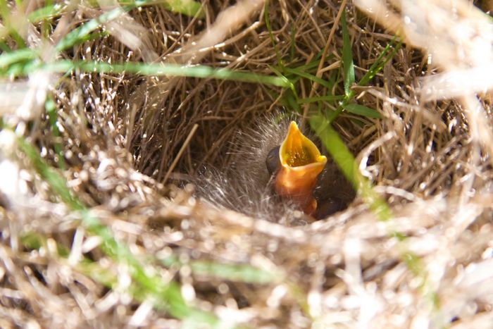 African Pipit chick