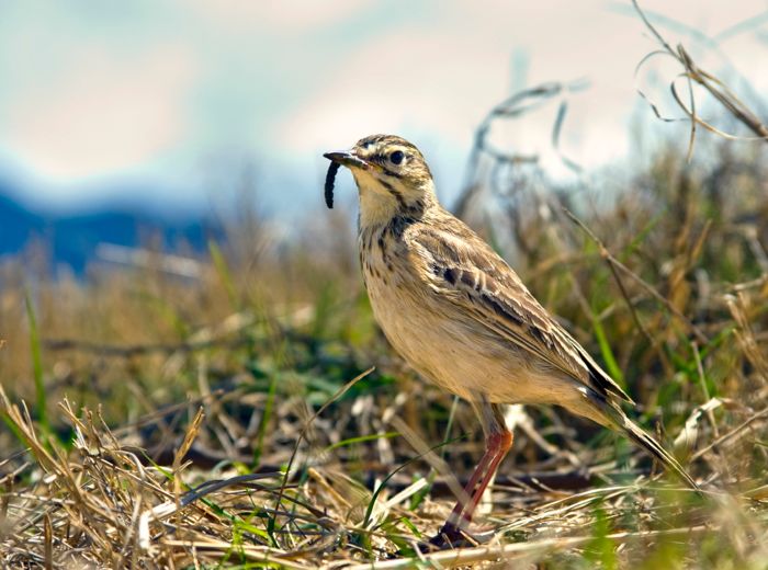 African Pipit