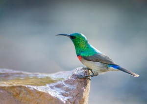 Halsband-Nektarvogel