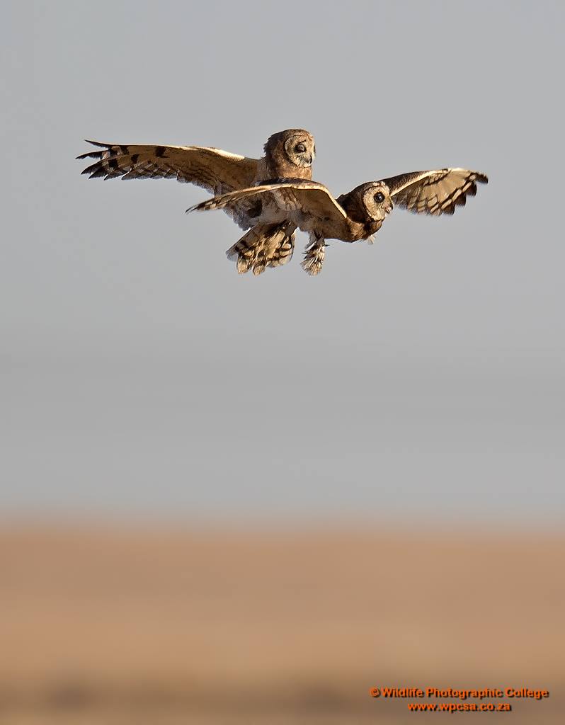Marsh Owl