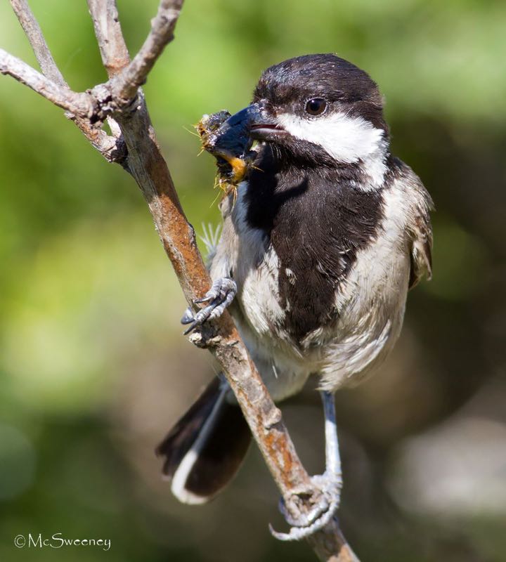 Grey Tit