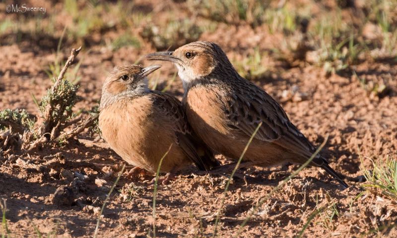 Spike-Heeled Lark