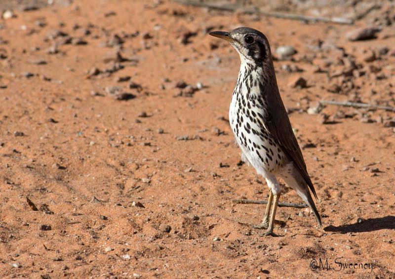 Groundscraper Thrush