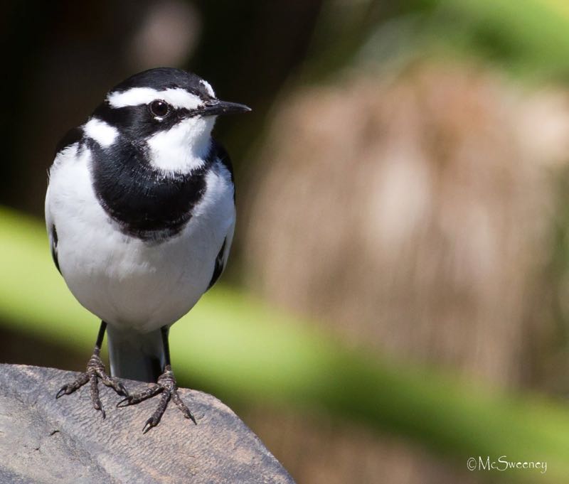 African Pied Wagtail