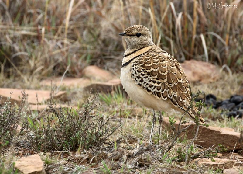 Double-banded Courser