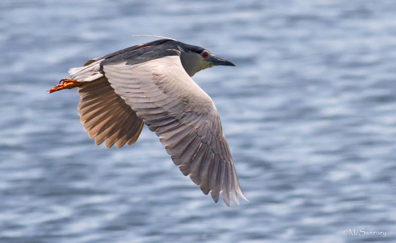 Black-crowned Night-Heron