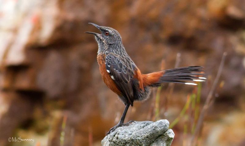 Cape Rockjumper female
