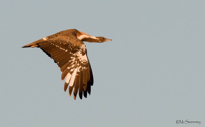 Ludwig's Bustard