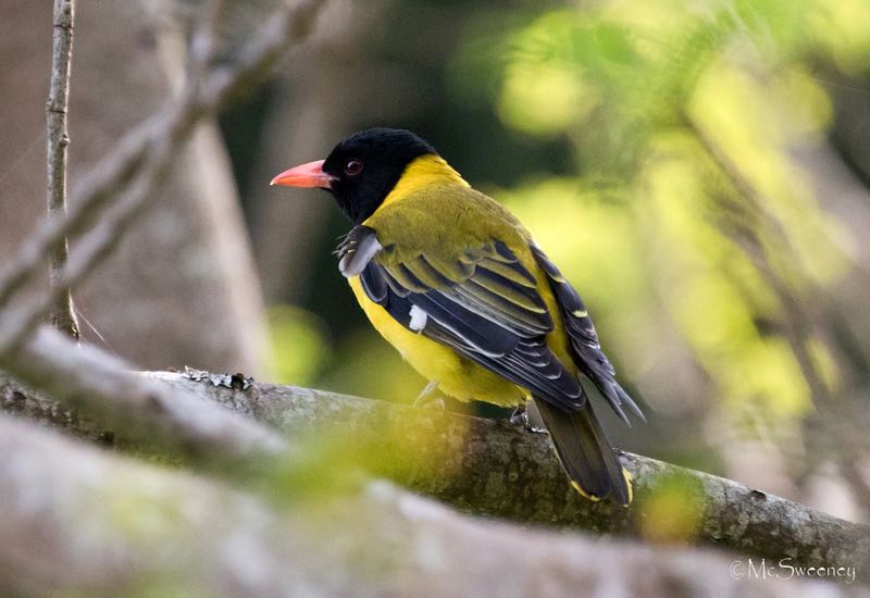Black-headed Oriole