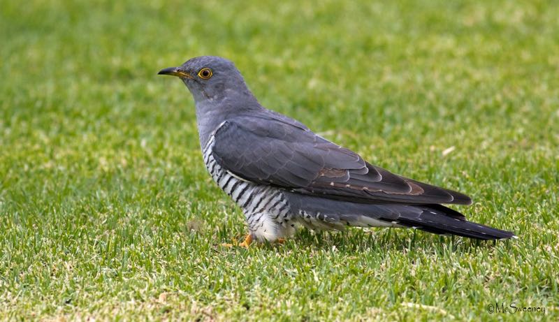 Common Cuckoo