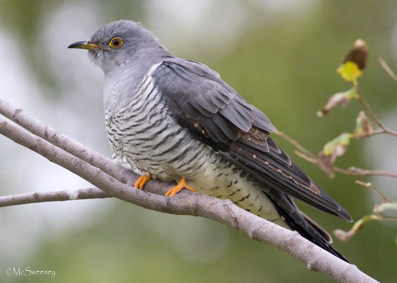 Common Cuckoo