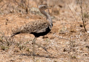 Red-crested Korhaan