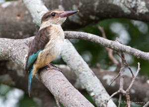 Striped Kingfisher