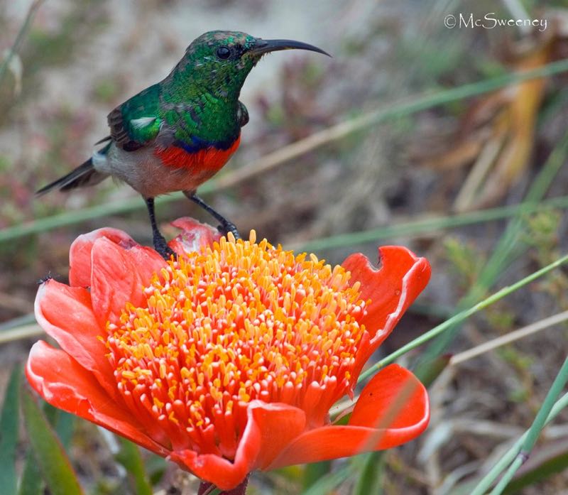 Southern Double-collared Sunbird
