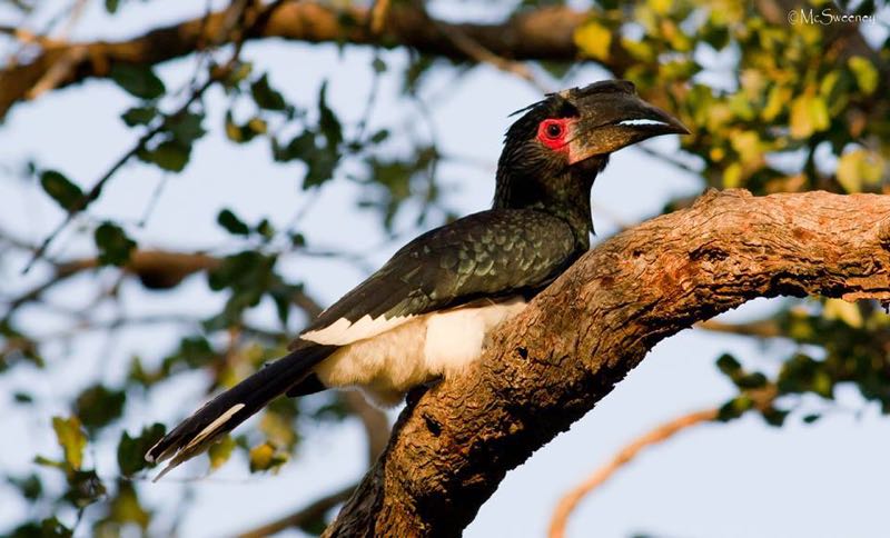 Trumpeter Hornbill