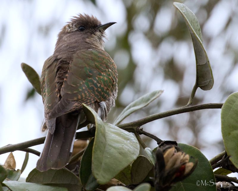 Klaas's Cuckoo f