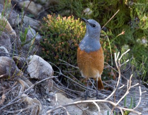 Cape Rock-Thrush