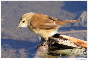 Lesser Swamp-Warbler
