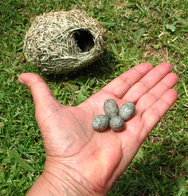 Nest and eggs of our Fritz, the Southern masked Weaver
