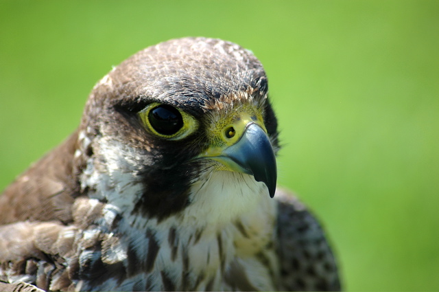 Peregrine Falcon juv.