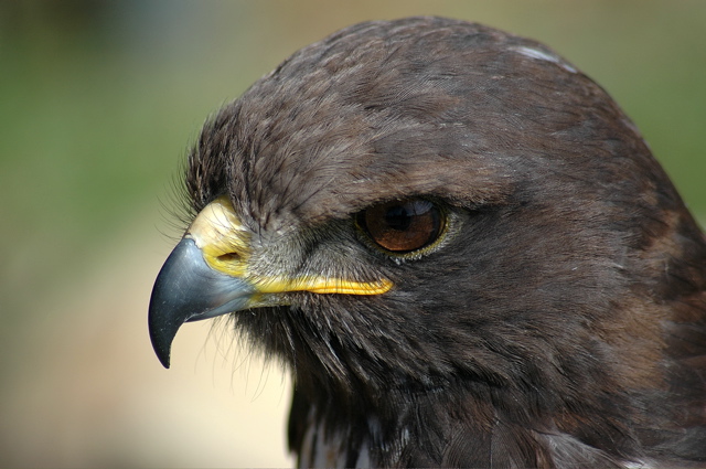 Jackal Buzzard