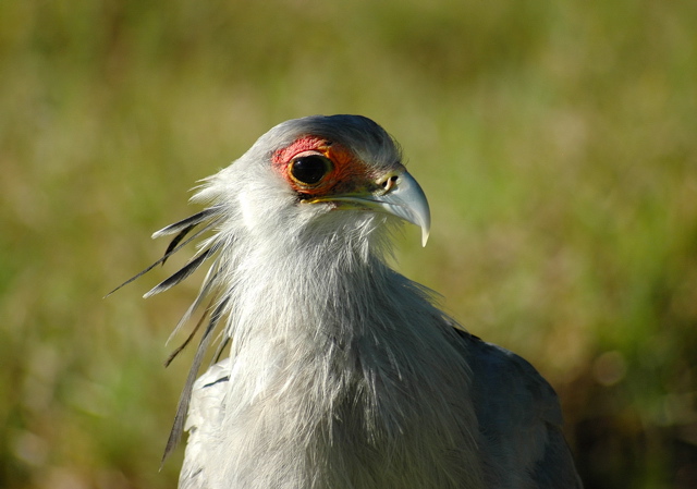 Secretary Bird