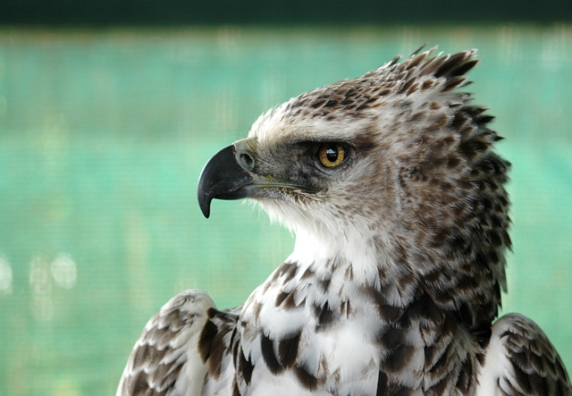 Martial Eagle imm.