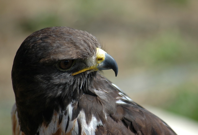 Jackal Buzzard