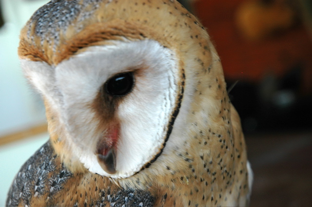 Barn Owl