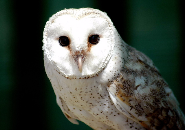 Barn Owl
