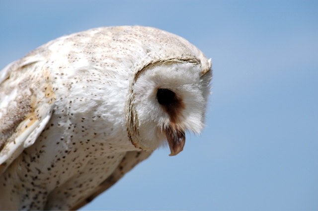 Barn Owl