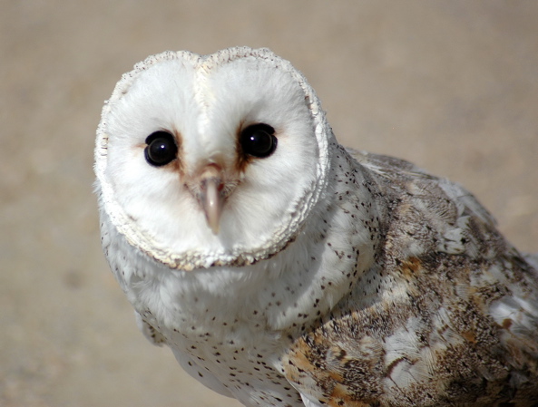 Barn Owl