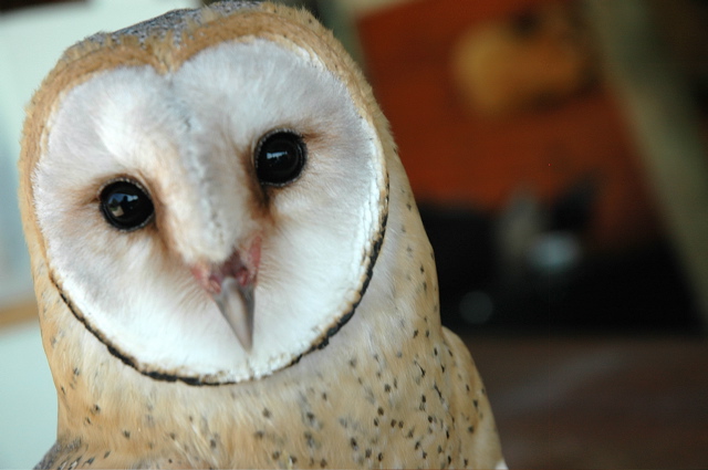Barn Owl