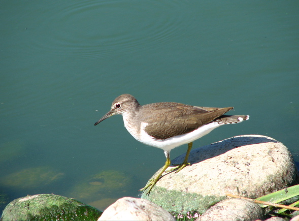 Common Sandpiper