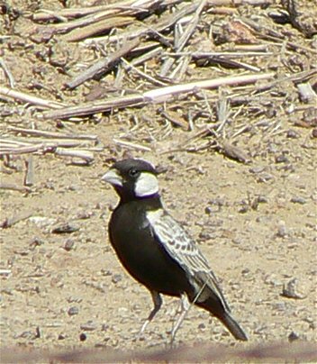 Grey-backed Sparrowlark