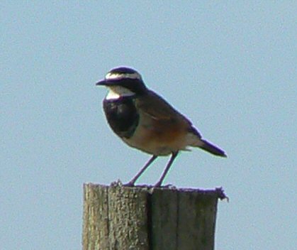 Capped Wheatear
