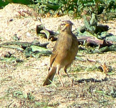 Long-billed Pipit