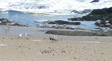 Ruddy Turnstone