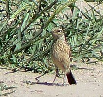 African Pipit